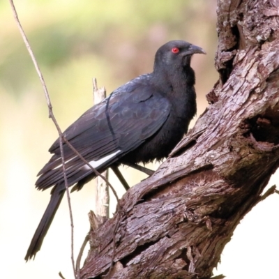 Corcorax melanorhamphos (White-winged Chough) at Wodonga - 30 Jul 2022 by KylieWaldon