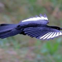 Corcorax melanorhamphos at Wodonga, VIC - 30 Jul 2022