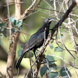 Corcorax melanorhamphos at Wodonga, VIC - 30 Jul 2022