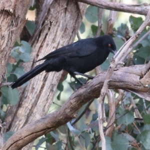 Corcorax melanorhamphos at Wodonga, VIC - 30 Jul 2022 10:04 AM