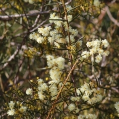Acacia genistifolia (Early Wattle) at Wodonga - 29 Jul 2022 by KylieWaldon