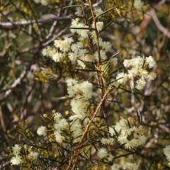 Acacia genistifolia (Early Wattle) at Wodonga, VIC - 30 Jul 2022 by KylieWaldon