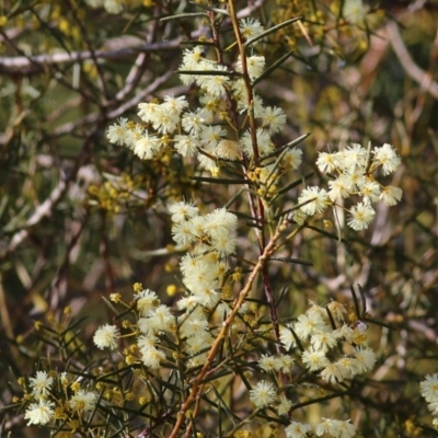 Acacia genistifolia (Early Wattle) at Wodonga, VIC - 29 Jul 2022 by KylieWaldon