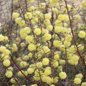 Acacia genistifolia at Wodonga, VIC - 30 Jul 2022