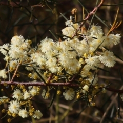 Acacia genistifolia at Wodonga, VIC - 30 Jul 2022 09:54 AM