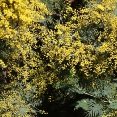 Acacia dealbata (Silver Wattle) at Wodonga - 30 Jul 2022 by KylieWaldon