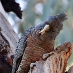 Callocephalon fimbriatum (Gang-gang Cockatoo) at Red Hill to Yarralumla Creek - 30 Jul 2022 by LisaH