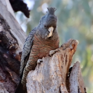 Callocephalon fimbriatum at Hughes, ACT - 30 Jul 2022