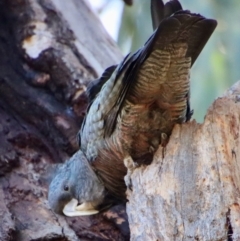 Callocephalon fimbriatum at Hughes, ACT - 30 Jul 2022