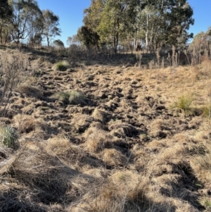 Sus scrofa at Burra, NSW - 30 Jul 2022