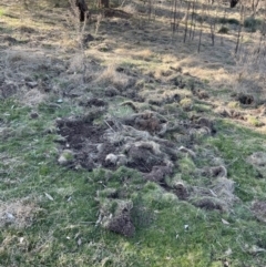 Sus scrofa at Burra, NSW - suppressed