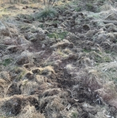 Sus scrofa at Burra, NSW - suppressed