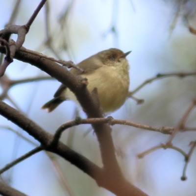 Acanthiza reguloides (Buff-rumped Thornbill) at WREN Reserves - 30 Jul 2022 by KylieWaldon