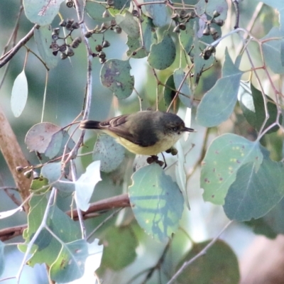 Acanthiza reguloides (Buff-rumped Thornbill) at WREN Reserves - 30 Jul 2022 by KylieWaldon