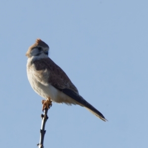 Falco cenchroides at Fyshwick, ACT - 30 Jul 2022