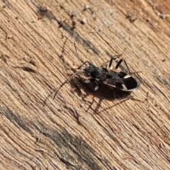 Dieuches sp. (genus) (Black and White Seed Bug) at Yass River, NSW - 30 Jul 2022 by SenexRugosus