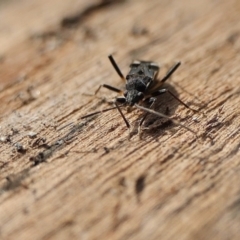 Dieuches sp. (genus) at Yass River, NSW - 30 Jul 2022