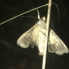 Noctuidae (family) (A cutworm or owlet moth) at Sullivans Creek, Turner - 23 Jul 2022 by Tapirlord