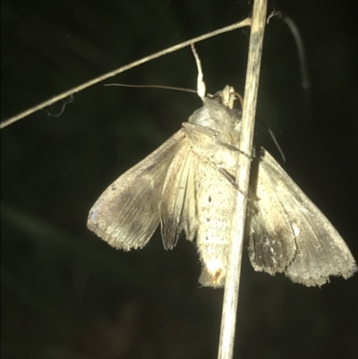 Noctuidae (family) (A cutworm or owlet moth) at Sullivans Creek, Turner - 23 Jul 2022 by Tapirlord