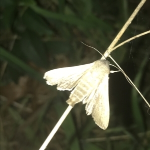 Noctuidae (family) at Turner, ACT - 23 Jul 2022