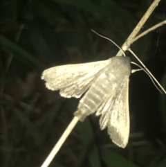 Noctuidae (family) at Turner, ACT - 23 Jul 2022