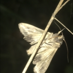 Noctuidae (family) at Turner, ACT - 23 Jul 2022