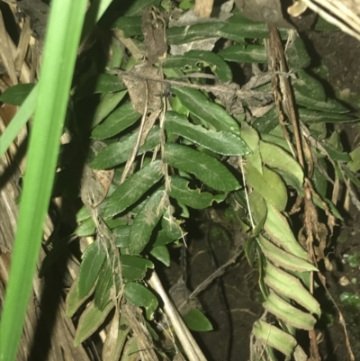 Pellaea nana (Dwarf Sickle Fern) at Sullivans Creek, Turner - 23 Jul 2022 by Tapirlord