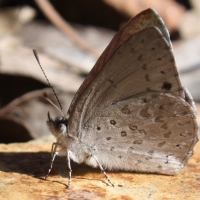 Erina hyacinthina (Varied Dusky-blue) at Acton, ACT - 30 Jul 2022 by DavidForrester