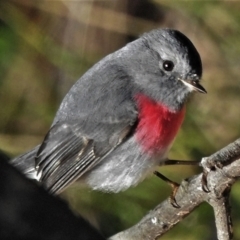 Petroica rosea (Rose Robin) at Tidbinbilla Nature Reserve - 30 Jul 2022 by JohnBundock