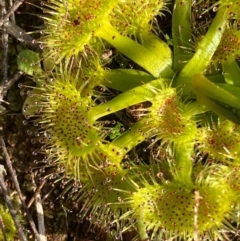 Drosera sp. (A Sundew) at Fentons Creek, VIC - 30 Jul 2022 by KL