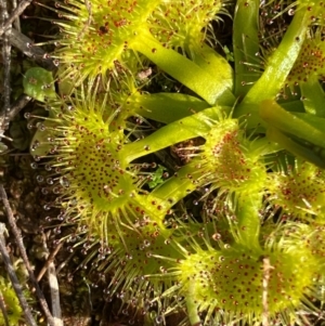 Drosera sp. at Fentons Creek, VIC - 30 Jul 2022 01:35 PM