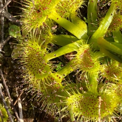 Drosera sp. (A Sundew) at Suttons Dam - 30 Jul 2022 by KL