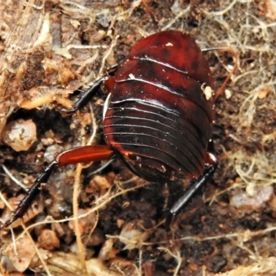 Platyzosteria similis (Red-legged litter runner) at Namadgi National Park - 28 Jul 2022 by JohnBundock