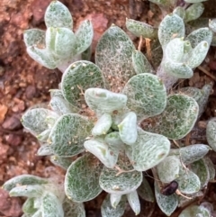 Actinobole uliginosum (Flannel Cudweed, Cotton Weed) at Fentons Creek, VIC - 30 Jul 2022 by KL
