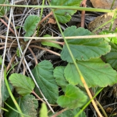 Pelargonium australe (Austral Stork's-bill) at Suttons Dam - 30 Jul 2022 by KL