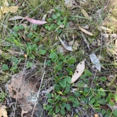 Pelargonium australe at Fentons Creek, VIC - 30 Jul 2022 03:29 PM