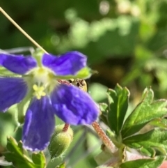 Erodium crinitum (Native Crowfoot) at Suttons Dam - 29 Jul 2022 by KL