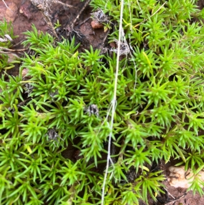 Unidentified Other Wildflower or Herb at Fentons Creek, VIC - 30 Jul 2022 by KL