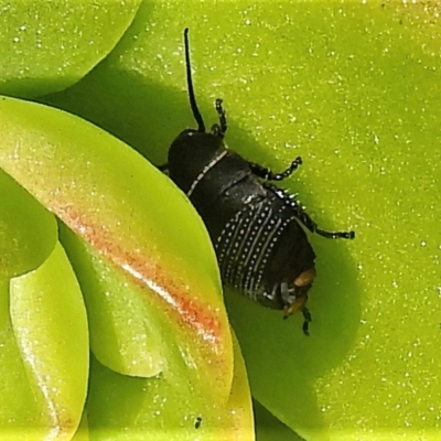 Ellipsidion australe (Austral Ellipsidion cockroach) at Wanniassa, ACT - 28 Jul 2022 by JohnBundock