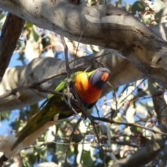 Trichoglossus moluccanus (Rainbow Lorikeet) at Jerrabomberra, NSW - 27 Jul 2022 by SteveBorkowskis