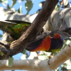 Trichoglossus moluccanus at Jerrabomberra, NSW - 27 Jul 2022