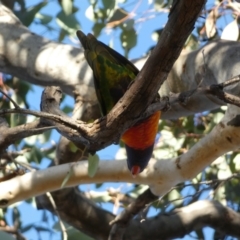 Trichoglossus moluccanus at Jerrabomberra, NSW - 27 Jul 2022