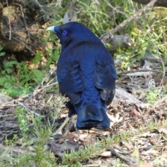 Ptilonorhynchus violaceus (Satin Bowerbird) at Acton, ACT - 30 Jul 2022 by Steve_Bok