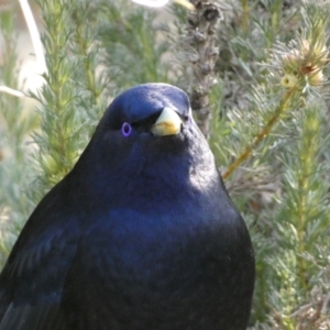 Ptilonorhynchus violaceus at Acton, ACT - 30 Jul 2022