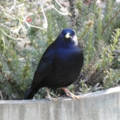 Ptilonorhynchus violaceus at Acton, ACT - 30 Jul 2022