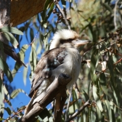 Dacelo novaeguineae (Laughing Kookaburra) at ANBG - 30 Jul 2022 by Steve_Bok