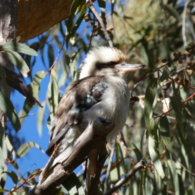 Dacelo novaeguineae (Laughing Kookaburra) at Acton, ACT - 30 Jul 2022 by Steve_Bok