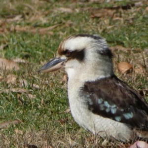 Dacelo novaeguineae at Acton, ACT - 30 Jul 2022