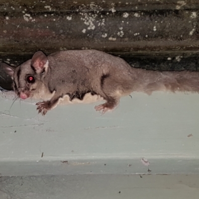 Petaurus notatus (Krefft’s Glider, Sugar Glider) at Penrose - 30 Jul 2022 by Aussiegall