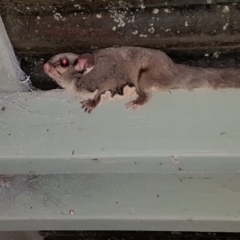 Petaurus notatus at Penrose, NSW - suppressed